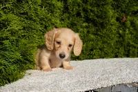 Dexter, a male Miniature Dachshund for sale in Lagrange, IN – 2 of 6