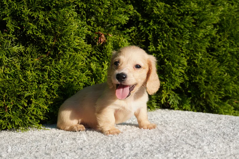 Theo – Miniature Dachshund puppy for sale in Lagrange, IN