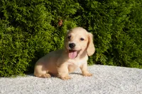 Theo, a male Miniature Dachshund for sale in Lagrange, IN – 1 of 4