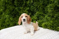 Brian, a male Miniature Dachshund for sale in Lagrange, IN – 5 of 6