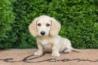 Dexter AKC , a male Miniature Dachshund for sale in Lagrange, IN – 4 of 7