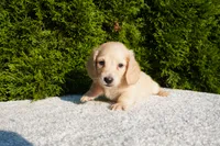 Joey AKC, a male Miniature Dachshund for sale in Lagrange, IN – 3 of 5