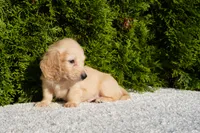 Xander, a male Miniature Dachshund for sale in Lagrange, IN – 5 of 5