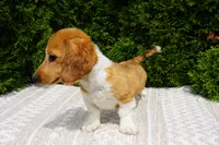 Benny, a male Miniature Dachshund for sale in Lagrange, IN – 4 of 7
