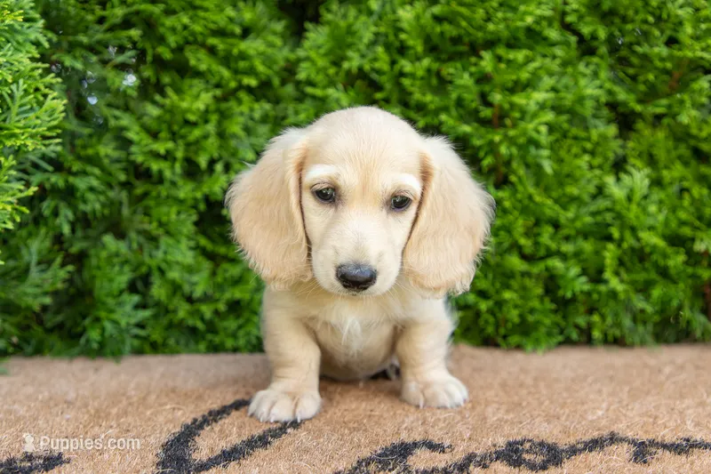 Dexter AKC  – Miniature Dachshund puppy for sale in Lagrange, IN
