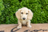 Dexter AKC , a male Miniature Dachshund for sale in Lagrange, IN – 1 of 7