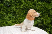 Brian, a male Miniature Dachshund for sale in Lagrange, IN – 4 of 6