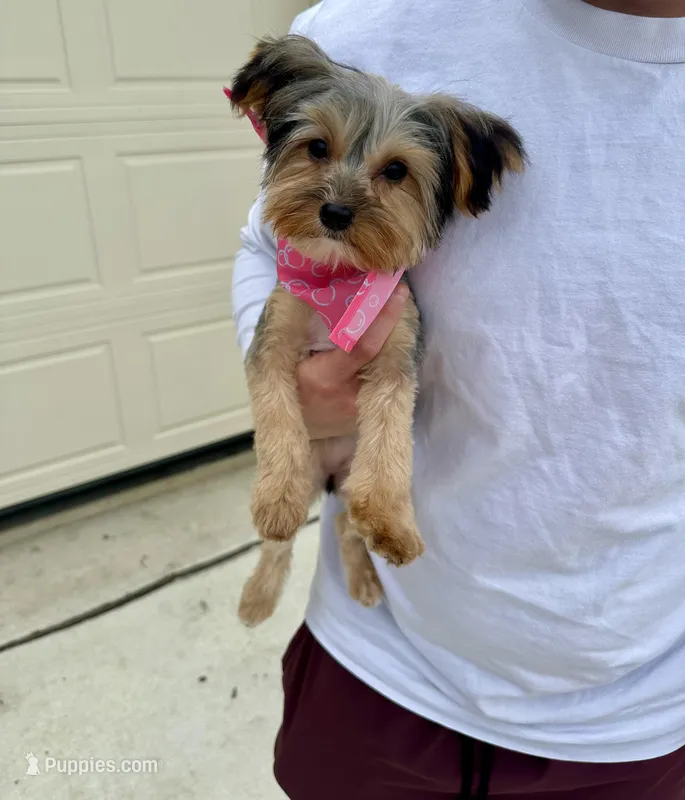 Olive  – Yorkshire Terrier puppy for sale in New Braunfels, TX