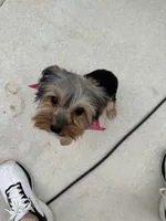 Olive , a female Yorkshire Terrier for sale in New Braunfels, TX – Photo 3 of 3