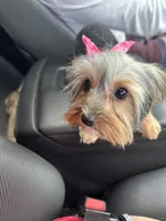 Olive , a female Yorkshire Terrier for sale in New Braunfels, TX – Photo 2 of 3