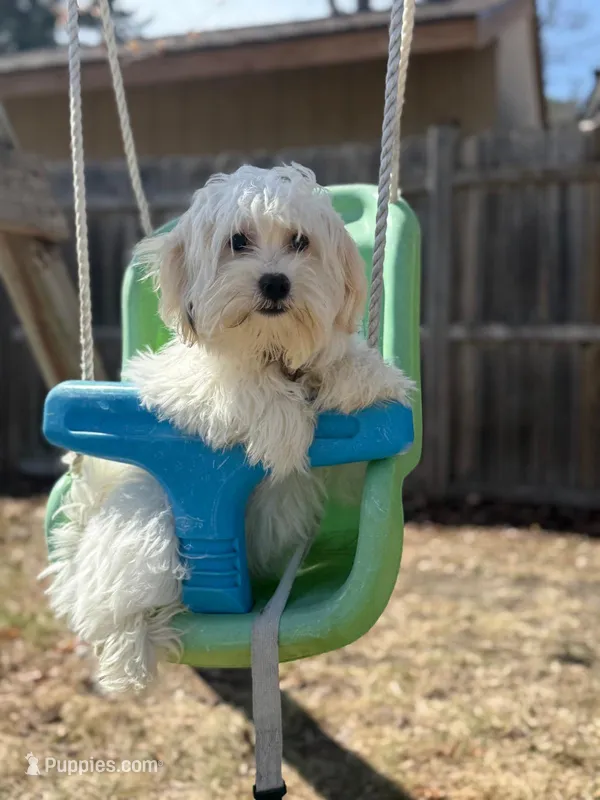 Pom pom – Maltese puppy for sale in Spring Lake Park, MN