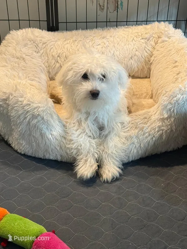Snowy  – Maltese puppy for sale in Spring Lake Park, MN
