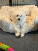 Snowy , a male Maltese for sale in Spring Lake Park, MN – 1 of 1
