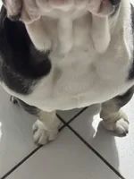 Blue, a male English Bulldog for sale in Orlando, FL – Photo 3 of 6