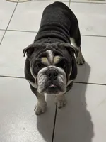 Blue, a male English Bulldog for sale in Orlando, FL – Photo 4 of 6