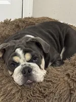 Blue, a male English Bulldog for sale in Orlando, FL – Photo 1 of 6