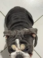 Blue, a male English Bulldog for sale in Orlando, FL – Photo 5 of 6