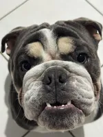 Blue, a male English Bulldog for sale in Orlando, FL – Photo 6 of 6