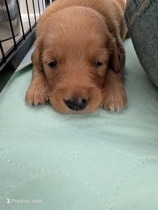 TBD – Golden Retriever puppy for sale in Cobbs Creek, VA
