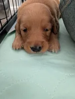 TBD, a male Golden Retriever for sale in Cobbs Creek, VA – 1 of 1