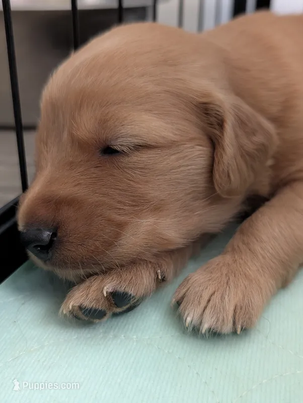 TBD – Golden Retriever puppy for sale in Cobbs Creek, VA