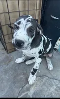 Chanel, a female Great Dane and Cane Corso for sale in Los Angeles, CA – 3 of 4
