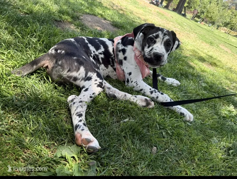 Chanel – Great Dane, Cane Corso puppy for sale in Los Angeles, CA