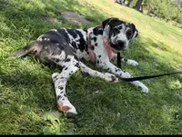 Chanel, a female Great Dane and Cane Corso for sale in Los Angeles, CA – 1 of 4