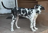 Chanel, a female Great Dane and Cane Corso for sale in Los Angeles, CA – 2 of 4