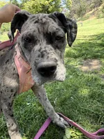 Bluey, a female Great Dane and Cane Corso for sale in Los Angeles, CA – 3 of 3