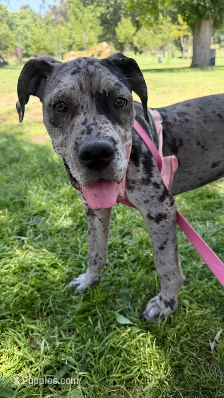Bluey – Great Dane, Cane Corso puppy for sale in Los Angeles, CA
