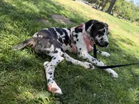 Chanel, a female Great Dane and Cane Corso for sale in Los Angeles, CA – 4 of 4