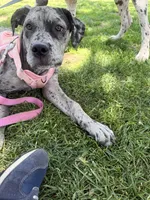 Bluey, a female Great Dane and Cane Corso for sale in Los Angeles, CA – 2 of 3