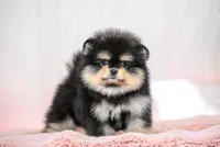 Paris, a female Pomeranian for sale in Oklahoma City, OK – Photo 2 of 2