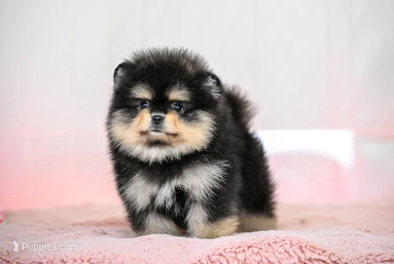 Paris, a female Pomeranian for sale in Oklahoma City, OK – Photo 1 of 2