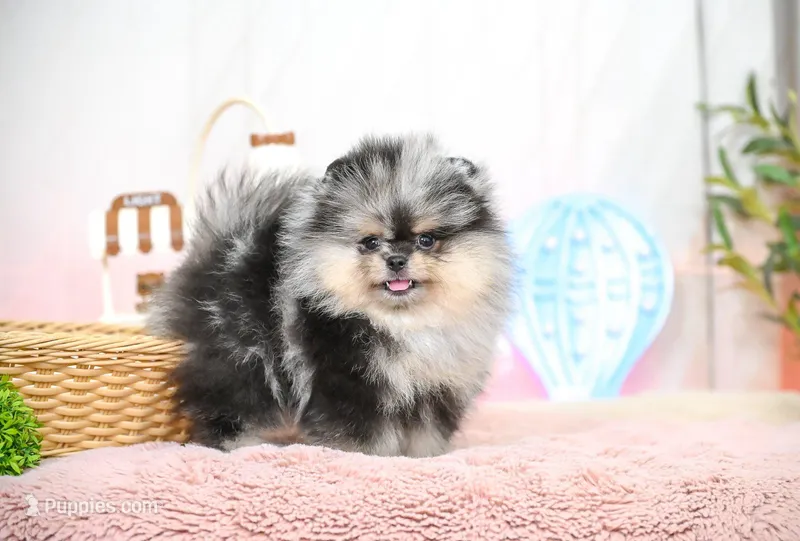 Papi, a male Pomeranian for sale in Oklahoma City, OK – Photo 1 of 2