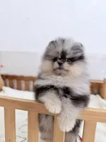 Papi, a male Pomeranian for sale in Oklahoma City, OK – Photo 2 of 2