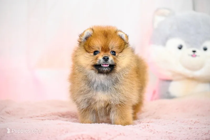 Jaggar, a male Pomeranian for sale in Oklahoma City, OK – Photo 1 of 2