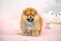 Jaggar, a male Pomeranian for sale in Oklahoma City, OK – Photo 1 of 2
