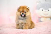 Jaggar, a male Pomeranian for sale in Oklahoma City, OK – Photo 2 of 2