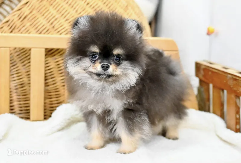 Perri, a female Pomeranian for sale in Oklahoma City, OK – Photo 1 of 2