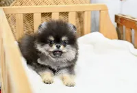 Perri, a female Pomeranian for sale in Oklahoma City, OK – Photo 2 of 2
