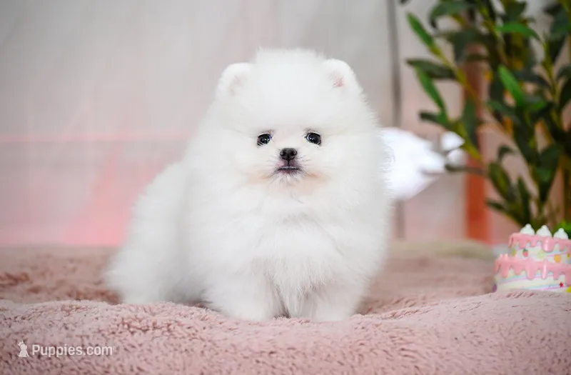 Jack, a male Pomeranian for sale in Oklahoma City, OK – Photo 1 of 2