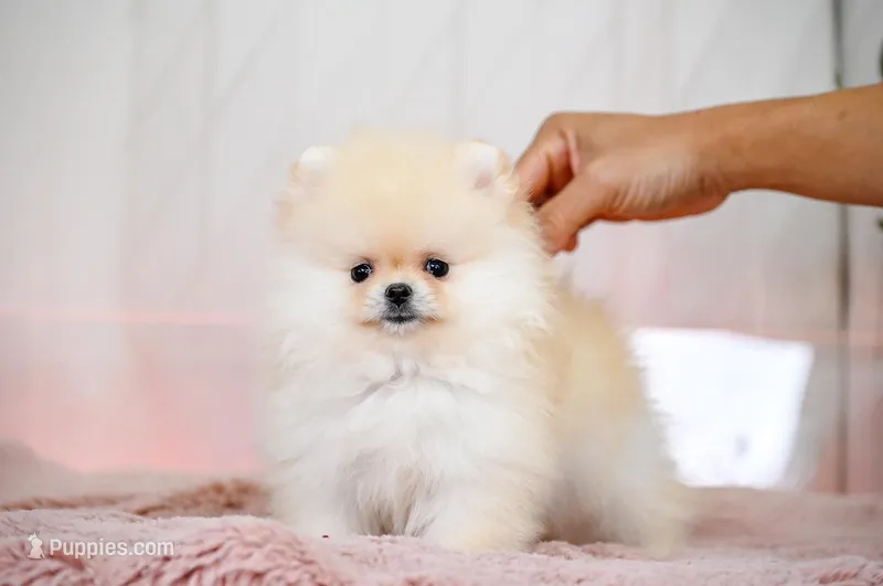 Patty, a female Pomeranian for sale in Oklahoma City, OK – Photo 1 of 2