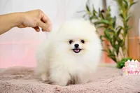 Patty, a female Pomeranian for sale in Oklahoma City, OK – Photo 2 of 2