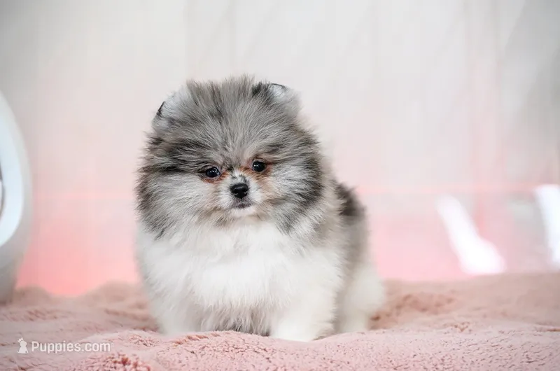 Jackson, a male Pomeranian for sale in Oklahoma City, OK – Photo 1 of 2