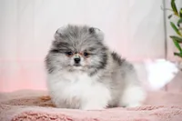 Jackson, a male Pomeranian for sale in Oklahoma City, OK – Photo 2 of 2