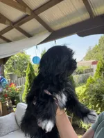 Little bear  , a male Shihpoo and Yorkipoo for sale in Boiling Springs, SC – 1 of 5