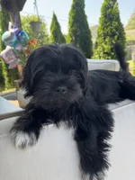 Little bear  , a male Shihpoo and Yorkipoo for sale in Boiling Springs, SC – 4 of 5