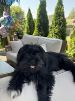 Little bear  , a male Shihpoo and Yorkipoo for sale in Boiling Springs, SC – 5 of 5